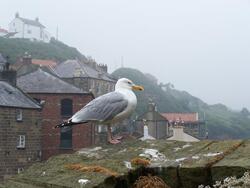 Seagull.JPG