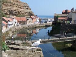 SeagullBeckBridge.JPG